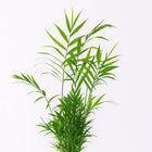 Chamaedorea Elegans 55cm Nahaufnahme