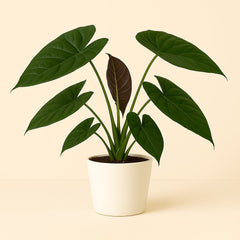 Alocasia Wentii - 85cm
