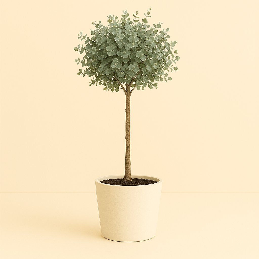 Eucalyptus - 80cm