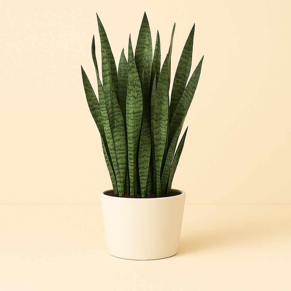 Sansevieria Zeylanica - 70cm