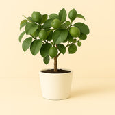 Citrus Lemon mit Stamm - 35cm in einem modernen Studio mit modernem Topf