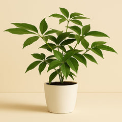 Schefflera Actinophylla Emerald Green - 75cm