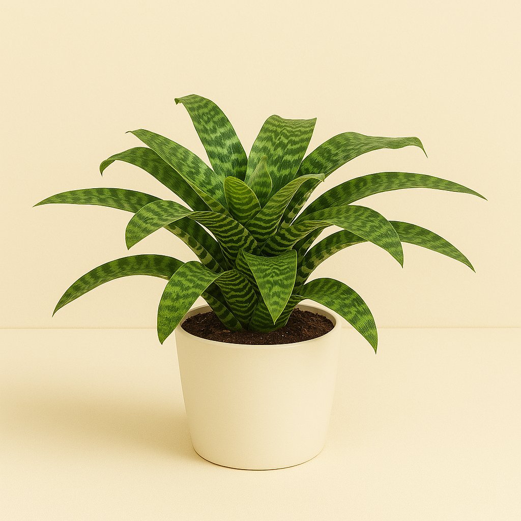 Vriesea Hieroglyphica - 35cm