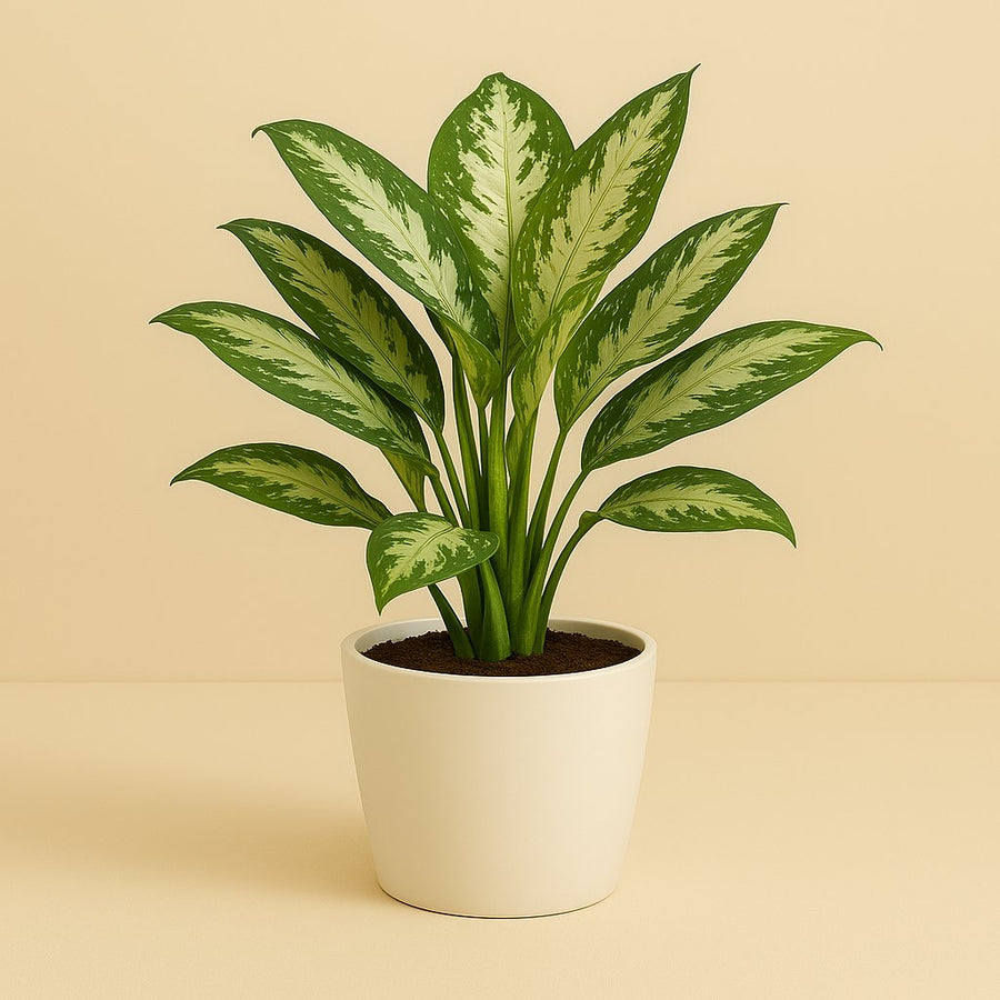 Aglaonema Jubilee Compacta - 35cm in einem modernen Studio mit modernem Topf