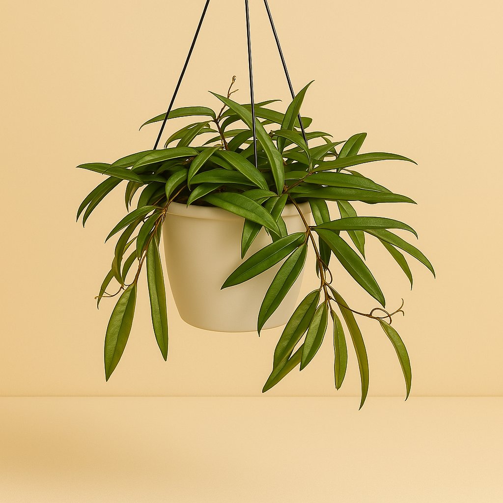 Hoya Bella - 20cm