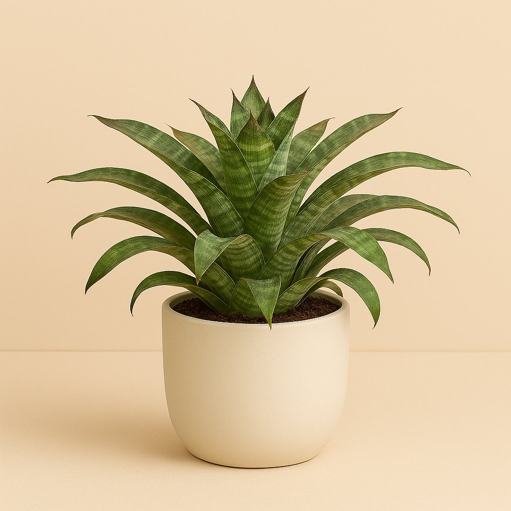 Vriesea Nova - 35cm