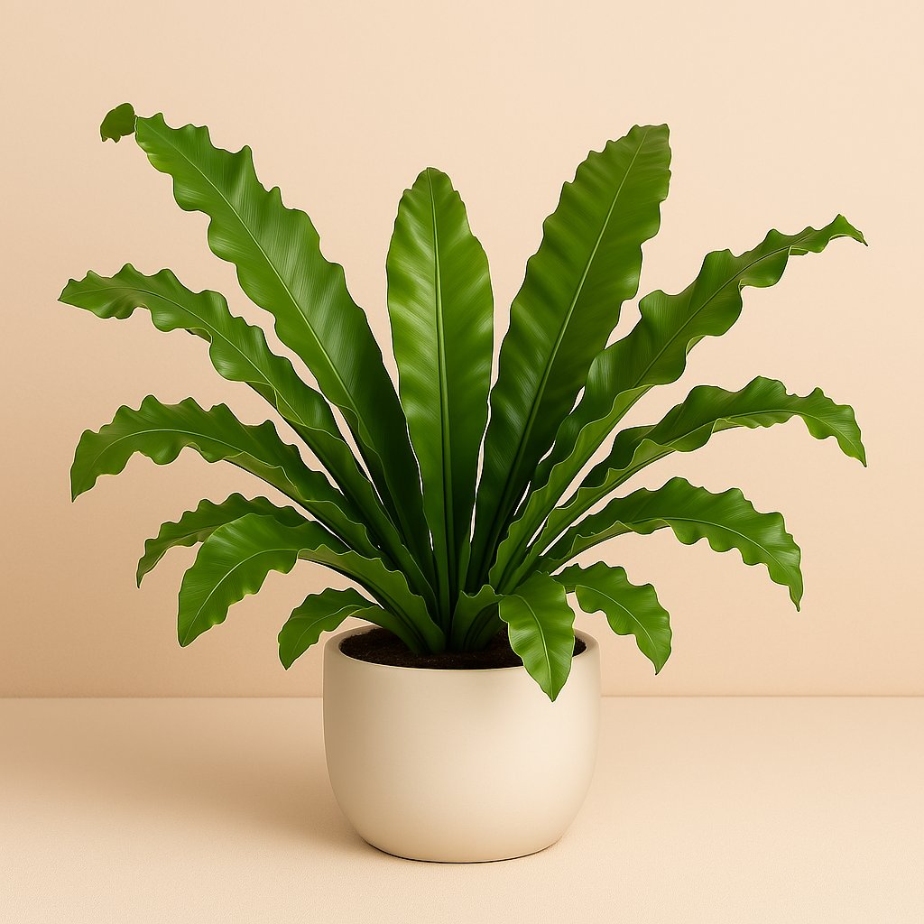 Asplenium Nidus - 85cm