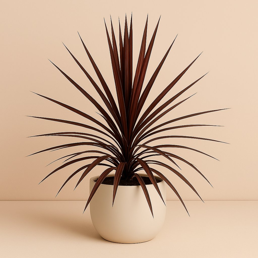 Cordyline Australis Red Star - 80cm