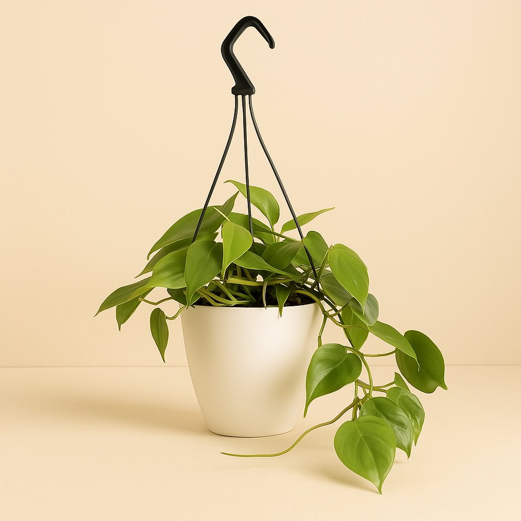 Philodendron Scandens - 35cm