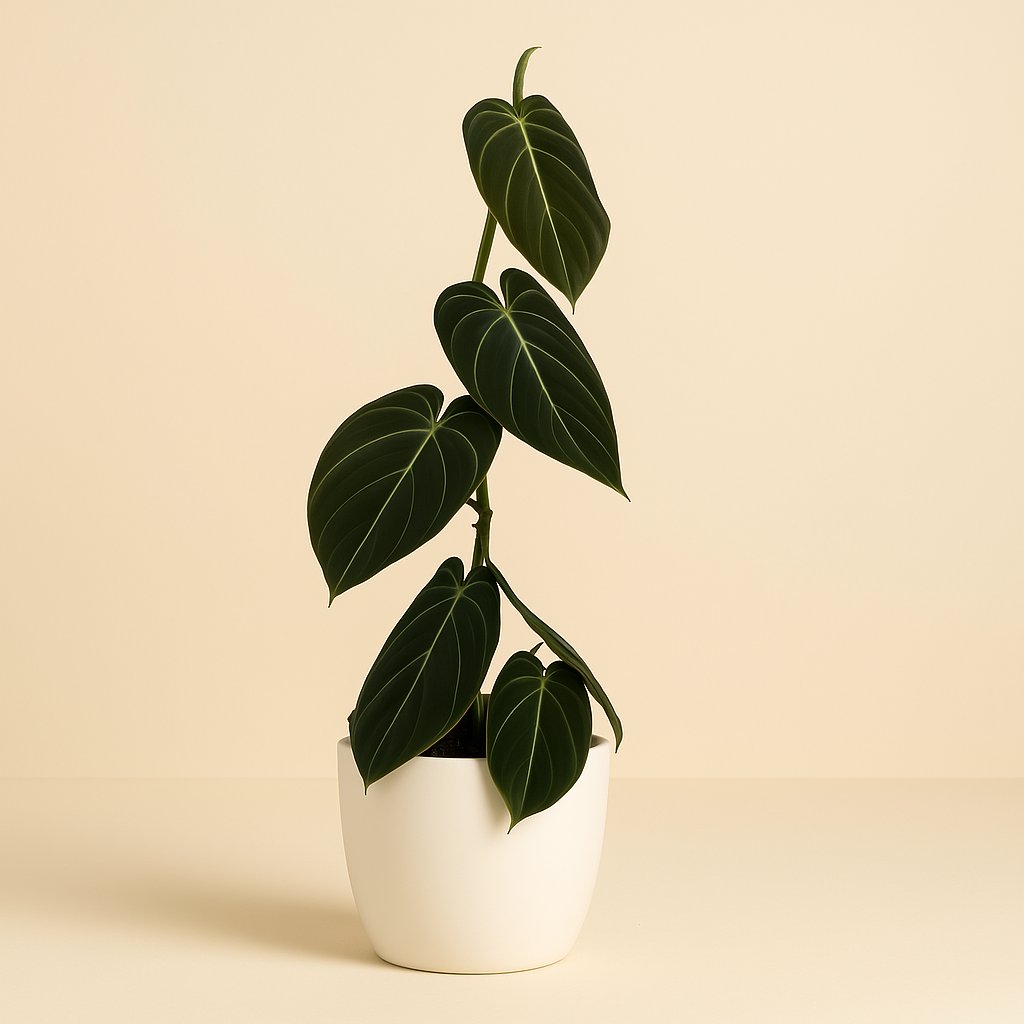 Philodendron Melanochrysum - 35cm