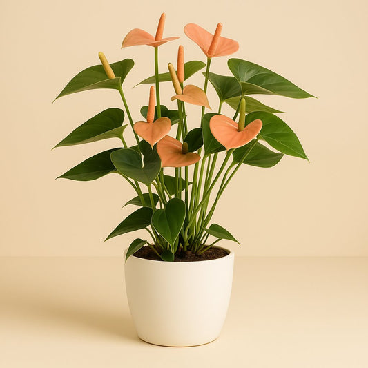 Anthurium Spirit - 37cm