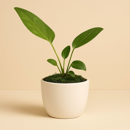 Anthurium Wendlingeri - 15cm