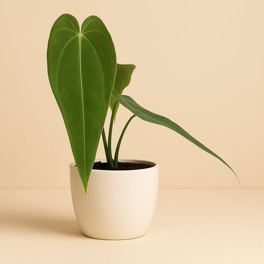 Anthurium Warocqueanum X Waterburyanum - 35cm