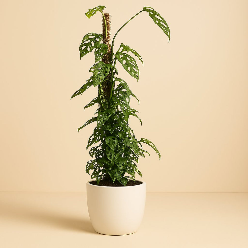 Monstera Monkey Leaf