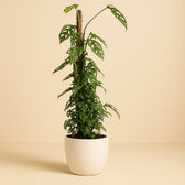 Monstera Monkey Leaf 120cm im 24cm Topf