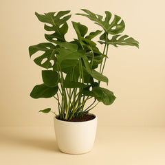 Monster Deliciosa - 100cm