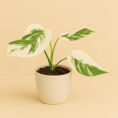 Monstera Deliciosa Variegata Super White - 50cm