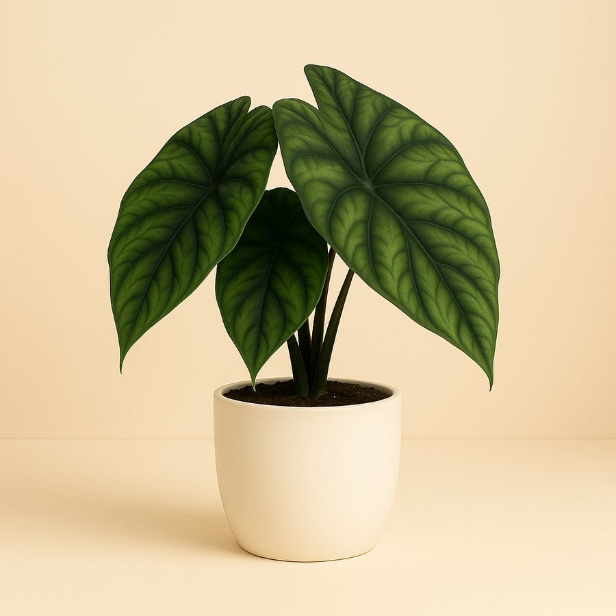 Alocasia Dragon Scale - 35cm in einem modernen Studio mit modernem Topf