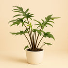 Alocasia Branciifolia Pink Passion - 40cm in einem modernen Studio mit modernem Topf