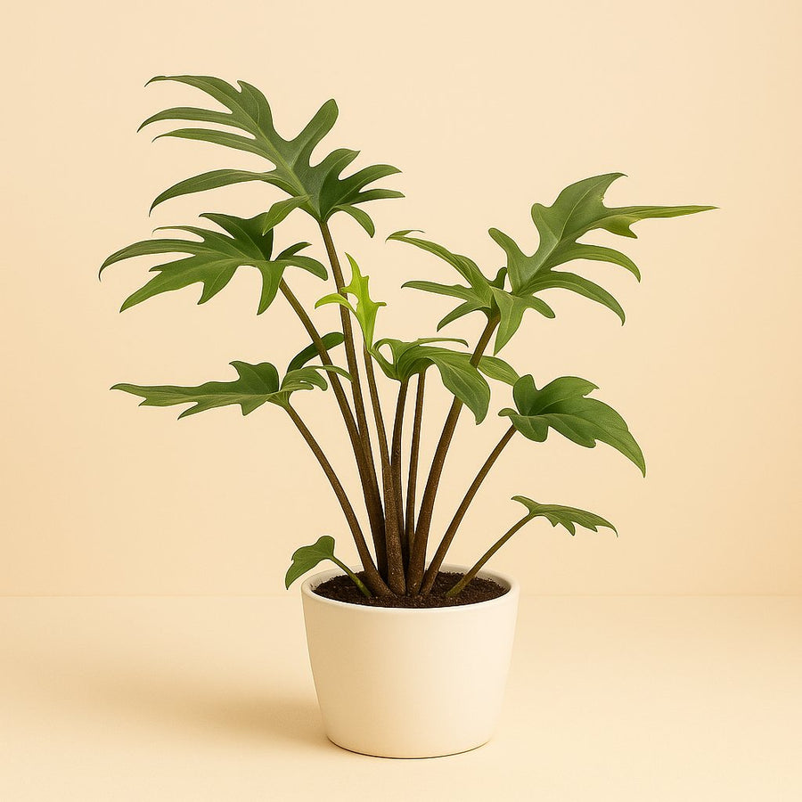 Alocasia Branciifolia Pink Passion - 40cm in einem modernen Studio mit modernem Topf