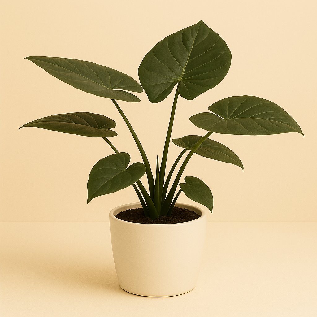 Alocasia Wentii - 75cm