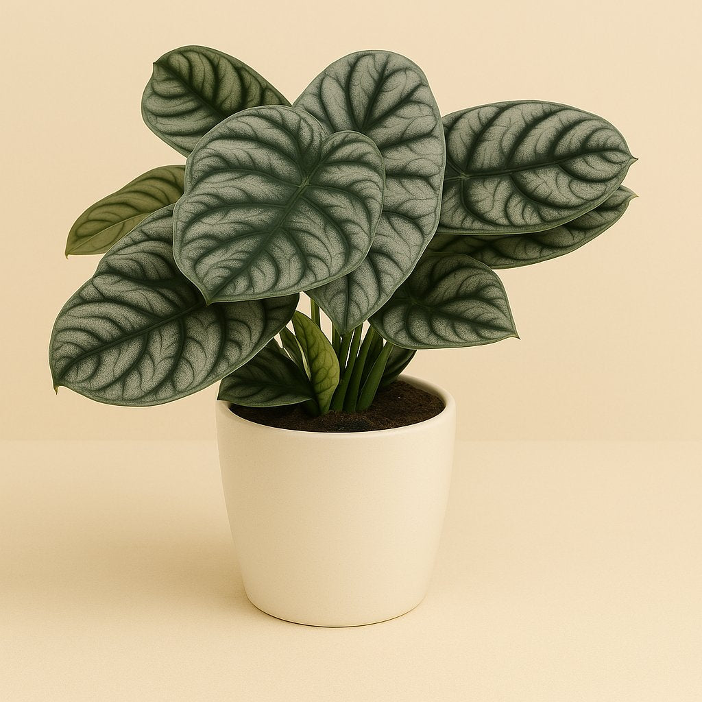 Alocasia Silver Dragon - 45cm