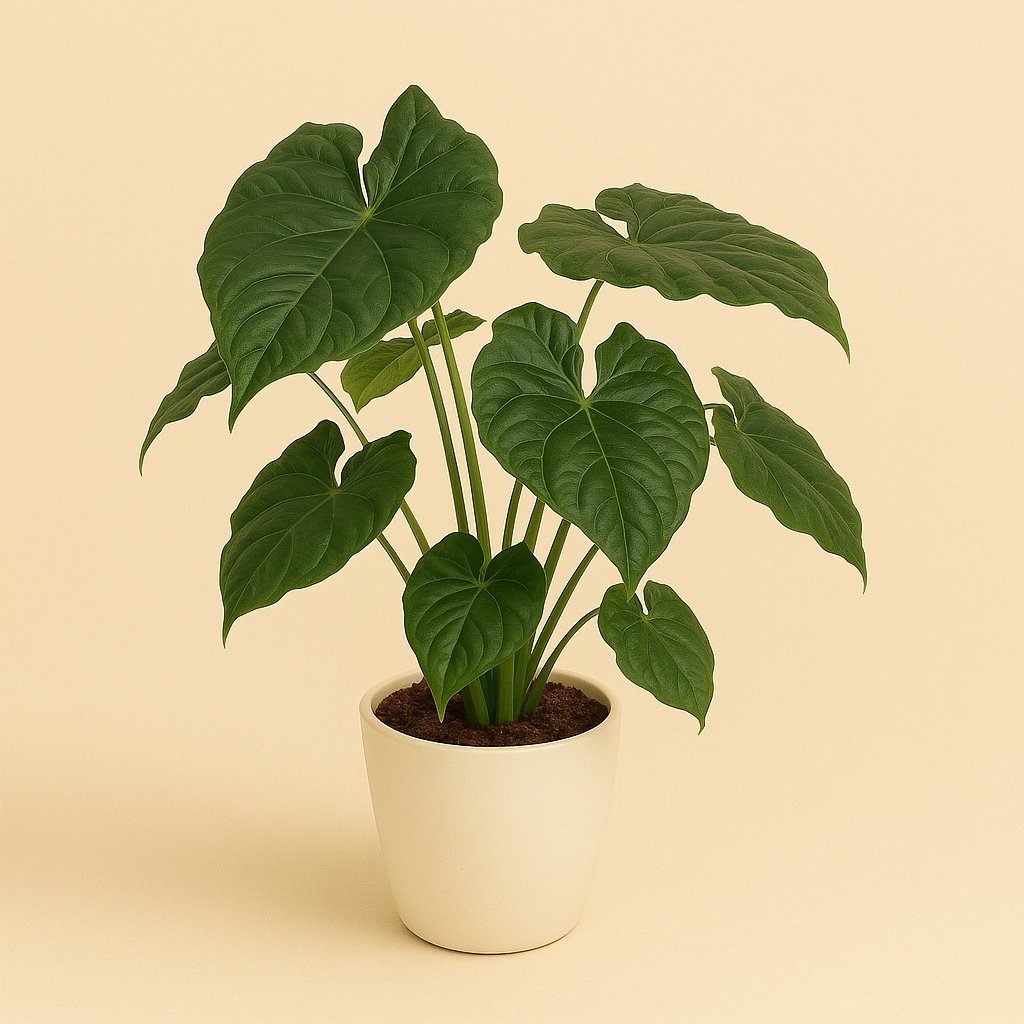 Alocasia Cucullata - 120cm
