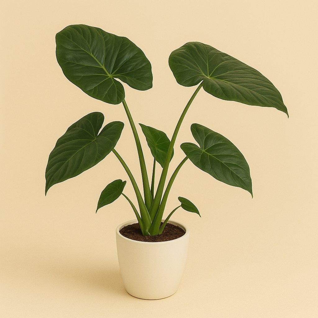 Alocasia Regal Shield - 120cm