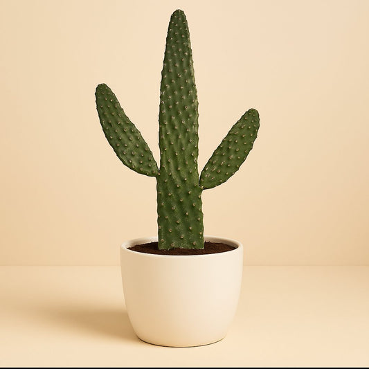 Opuntia Consolea - 55cm