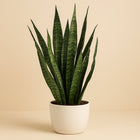 Sansevieria Zeylanica 110cm im 24cm Topf
