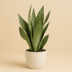 Sansevieria Moonshine - 60cm