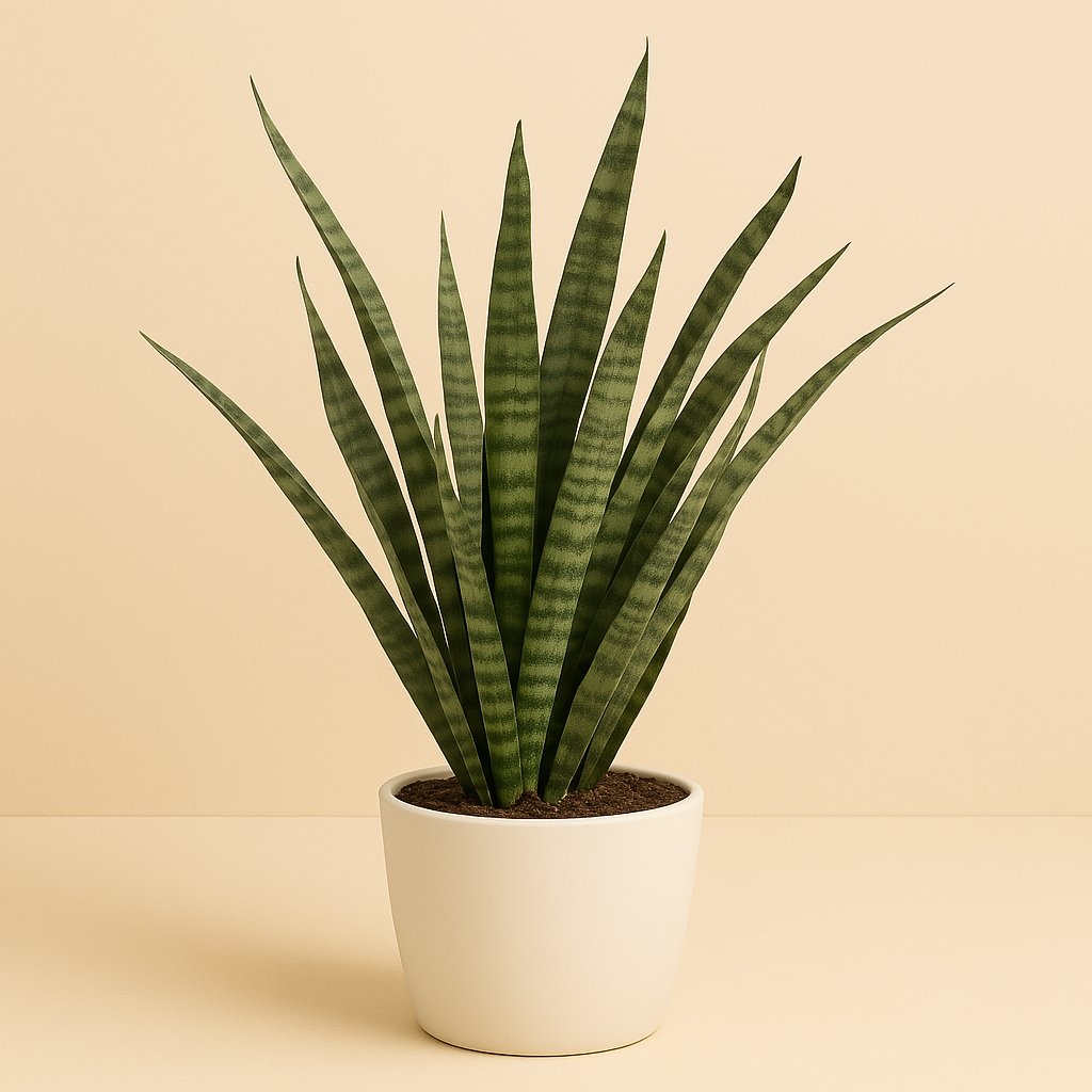 Sansevieria Diamond Green - 60cm