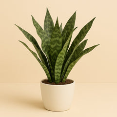 Sansevieria Aubrytniana Dragon - 55cm