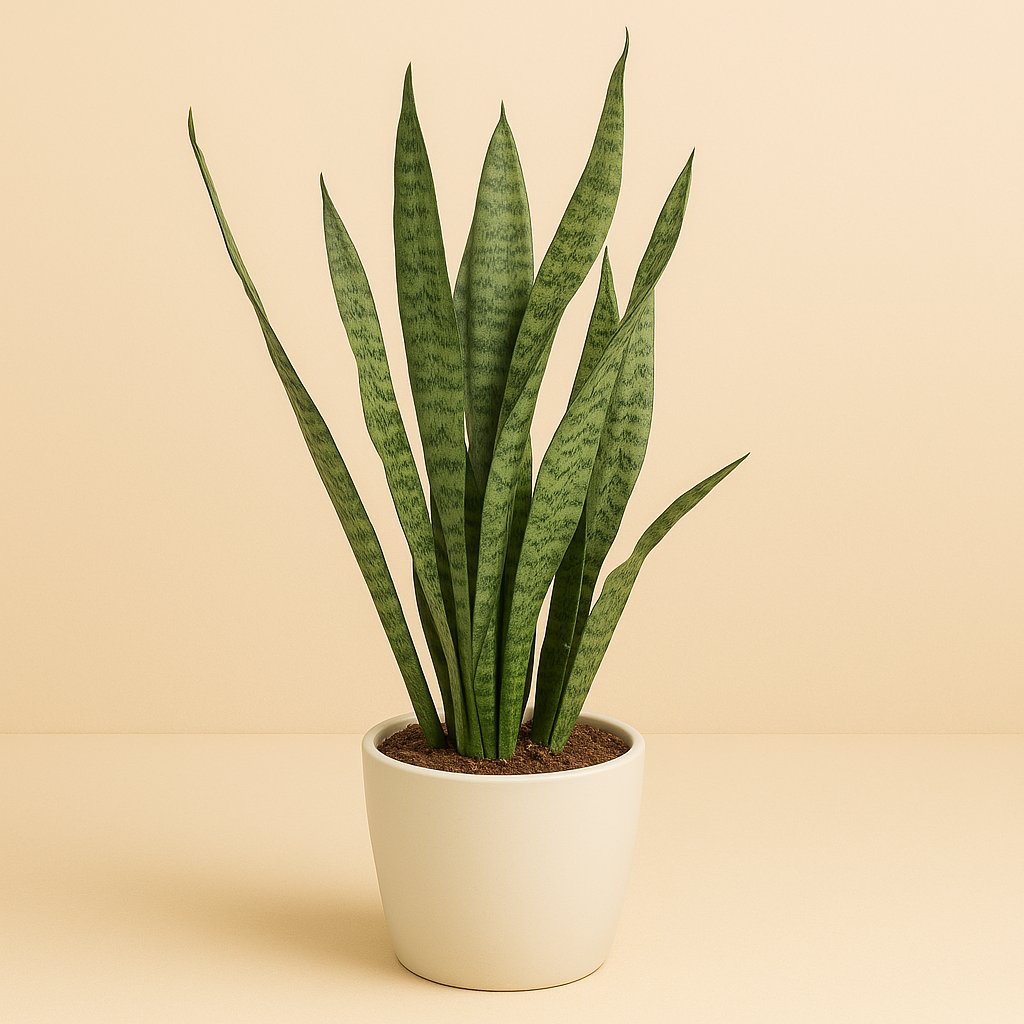 Sansevieria Zeylanica - 75cm