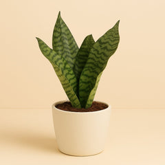 Sansevieria Black Coral - 35cm