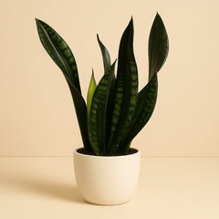 Sansevieria Whitney - 27cm