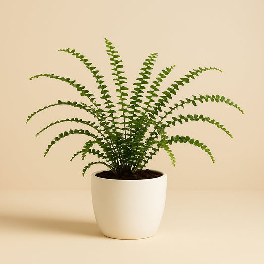 Nephrolepis Duffi - Ø12cm