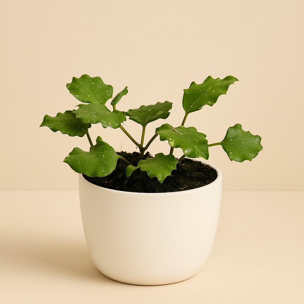 Hoya Endauensis - Ø10,5cm