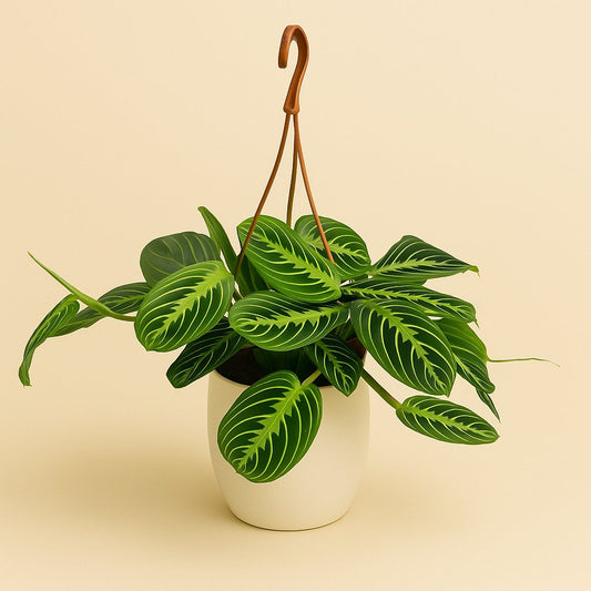 Maranta Lemon Lime - 20cm
