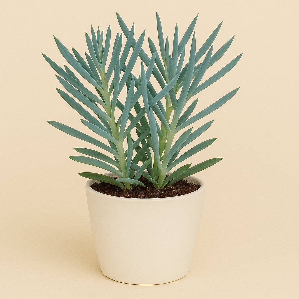 Curio Ficoides Mount Everest - 24cm
