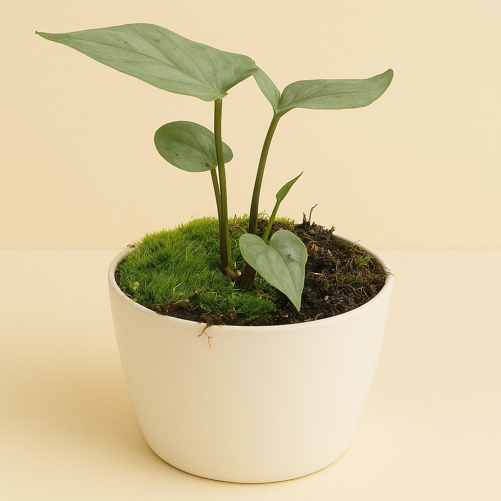 Amydrium Medium Silver - 15cm