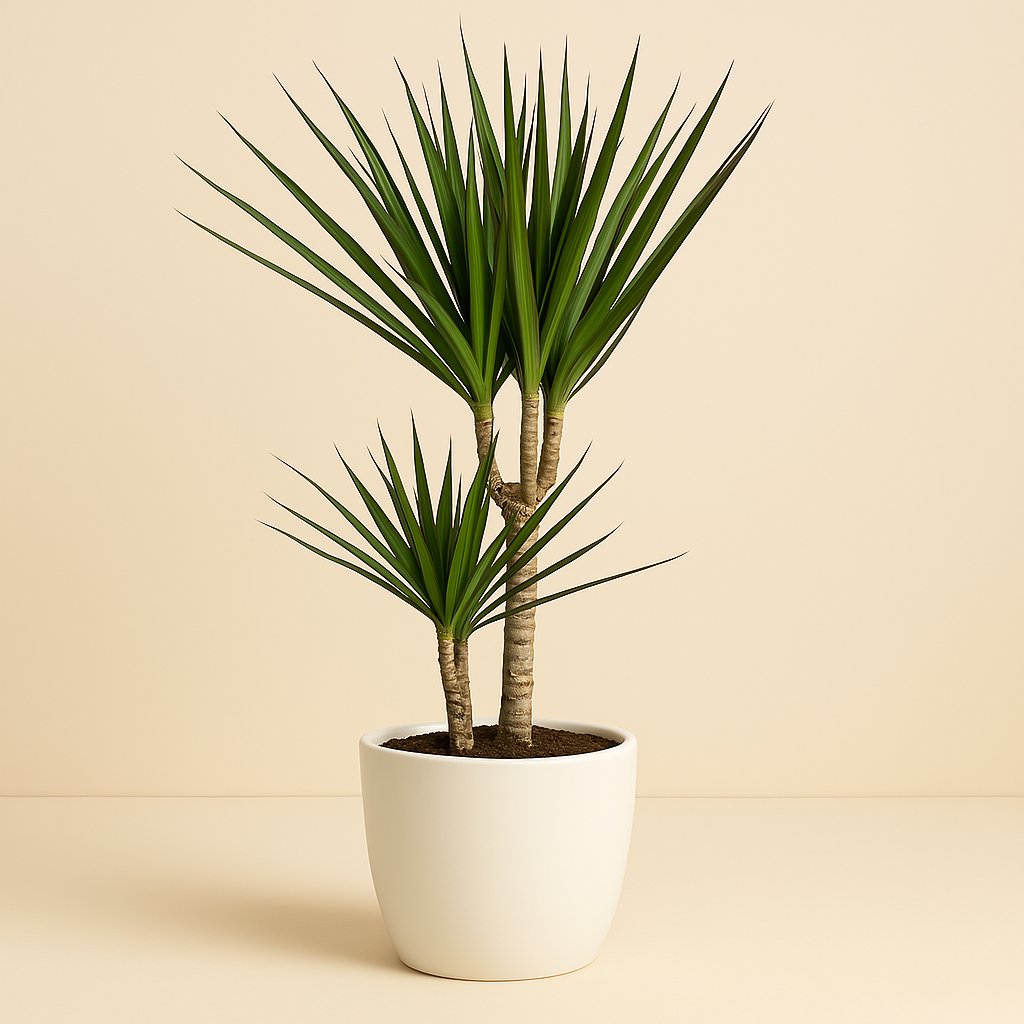 Dracaena Marginata - 75cm
