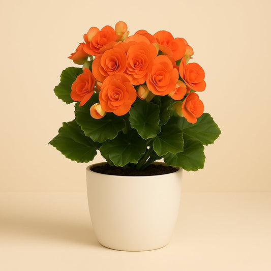 Begonia Reina - 31cm