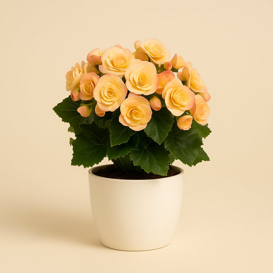 Begonia Hailey Sunset - 31cm