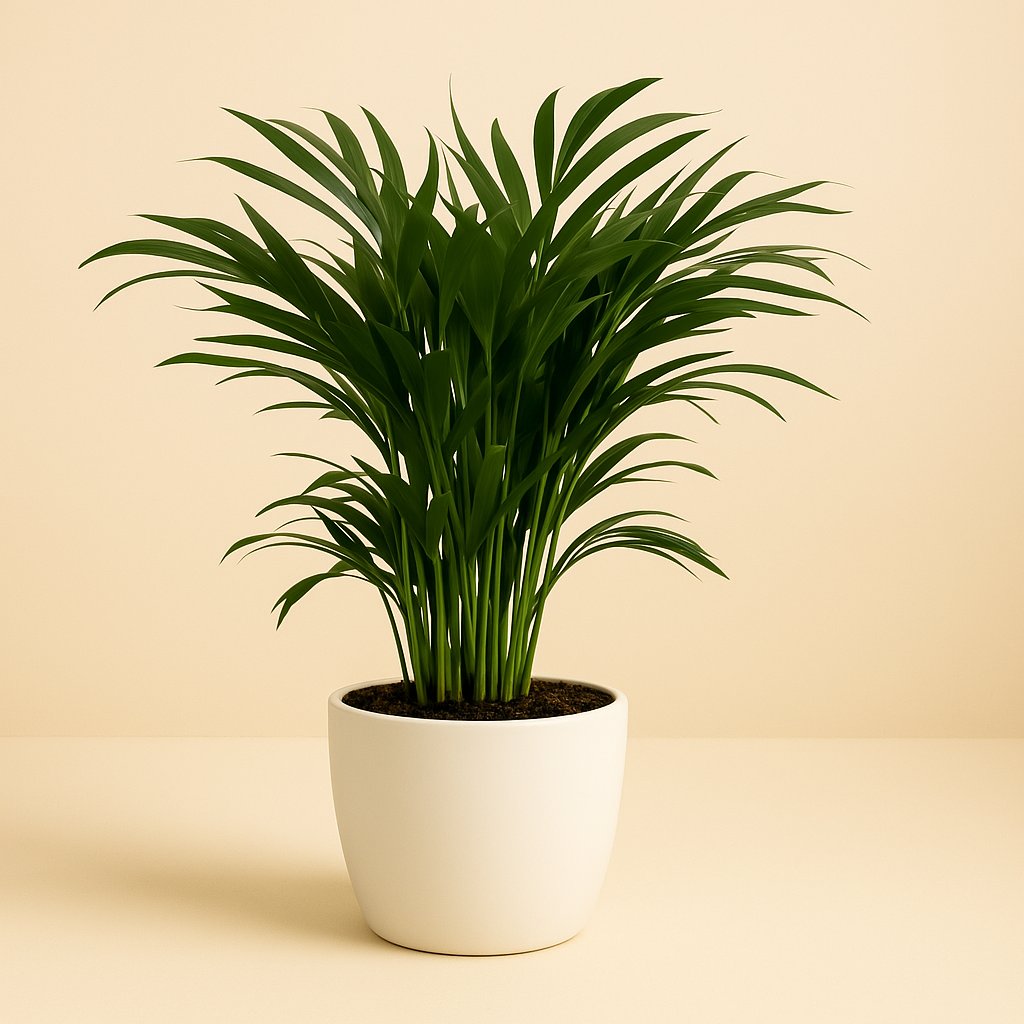 Dypsis Lutescens - 55cm