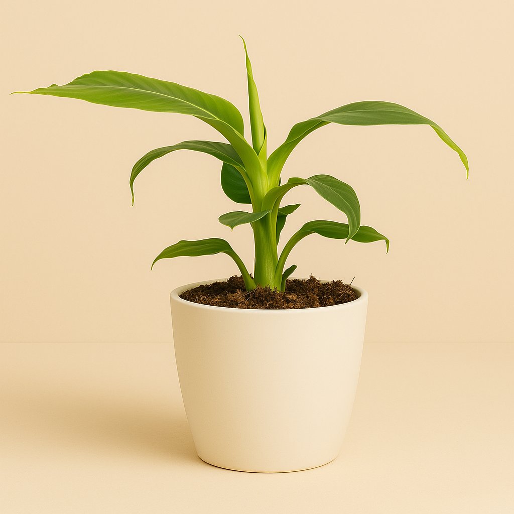 Musa Tropicana - 27cm