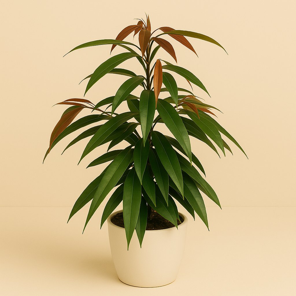 Ficus Binnendijkii Amstel King - 75cm