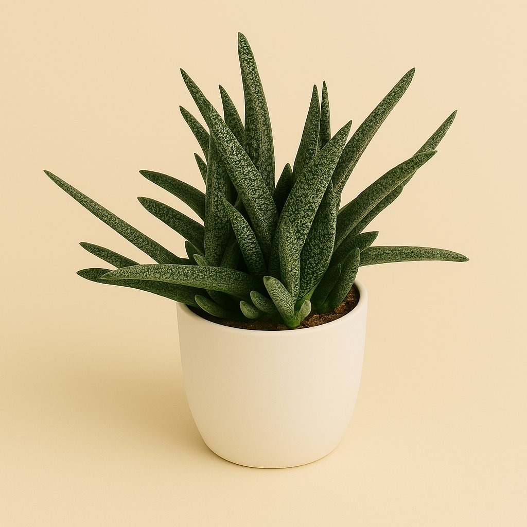 Gasteria Minor - 20cm