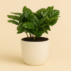 Coffea Arabica - 22cm