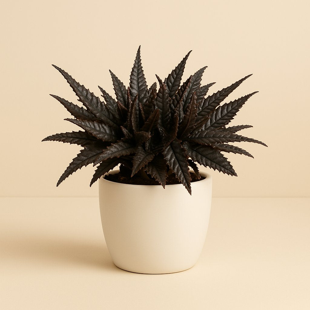 Pilea Hitchcockii - 15cm